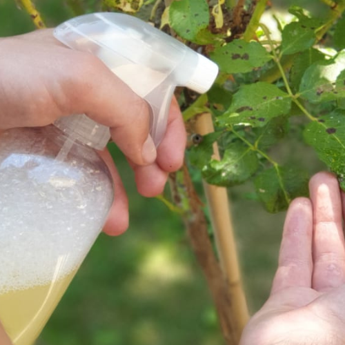 Comment utiliser le savon noir comme insecticide ?
